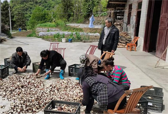 村民忙着将新鲜采摘的姬松茸装箱。通讯员 刘曦 摄_副本