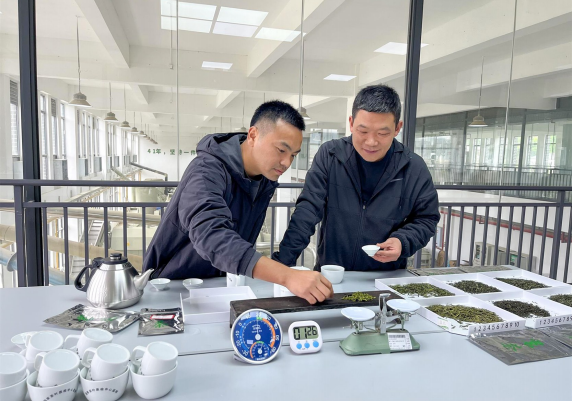尹刚和唐建正在比较新生产出来的金佛玉翠和往年的茶。通讯员 聂灵灵 摄