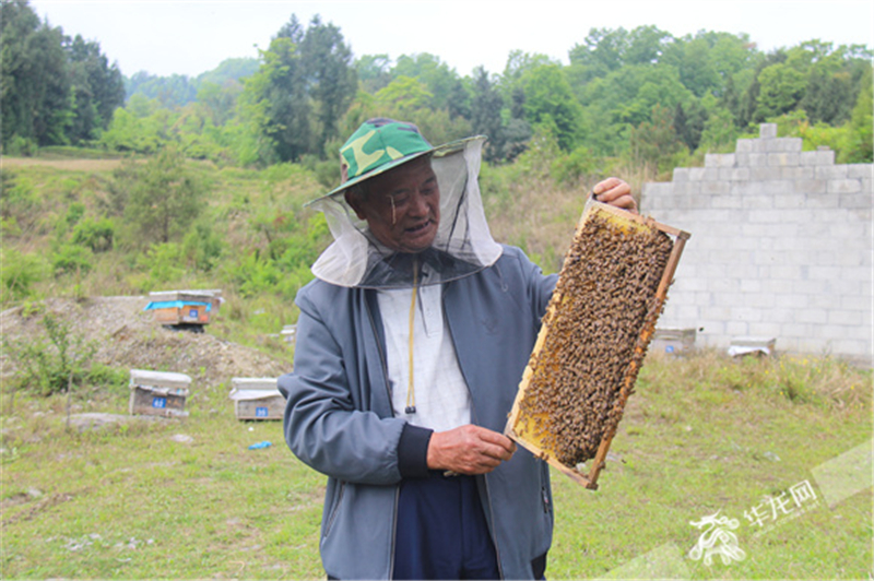 王贞六介绍蜜蜂养殖相关知识。华龙网-新重庆客户端记者 冉长军 摄