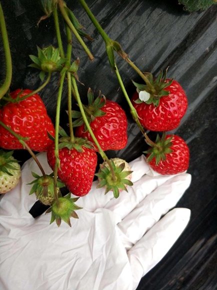 基地种植草莓颗粒饱满。蔡家智慧新城管委会供图 华龙网发