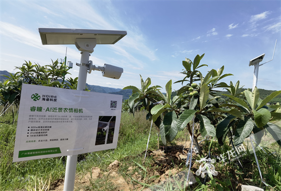 农情相机监控枇杷生长。华龙网—新重庆客户端记者 冉长军 摄