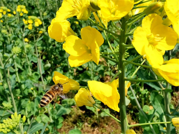 油菜花开，吸引蜜蜂前来采蜜。通讯员 李万祥 摄