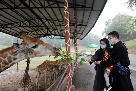 游客带着孩子给长颈鹿喂食。通讯员 陈仕川 摄