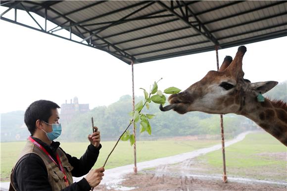 游客记录长颈鹿吃食。通讯员 陈仕川 摄