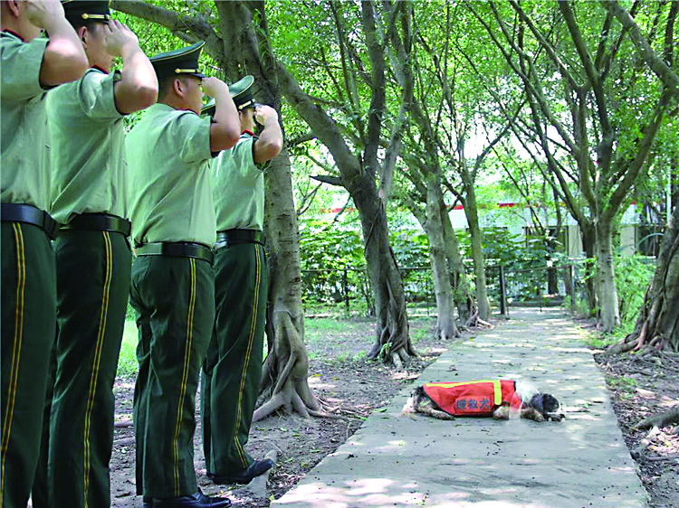 搜救犬海啸图片