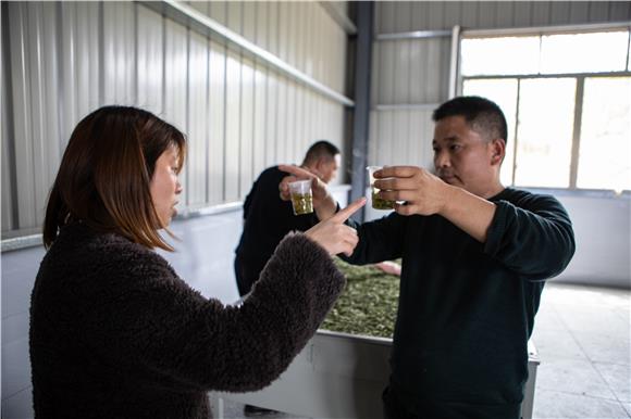 党员干部在梨园村茶叶加工房了解茶叶。通讯员 胡程 摄