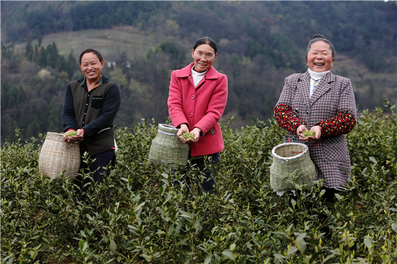 茶农展示茶叶。通讯员 杨敏 摄