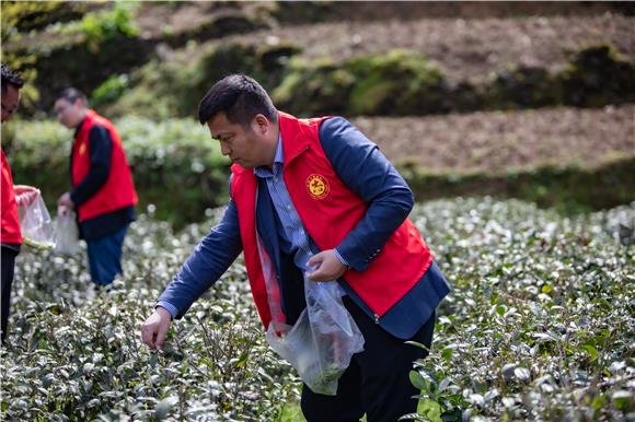 党员干部在梨园村茶园基地帮助茶农采摘茶叶。通讯员 胡程 摄