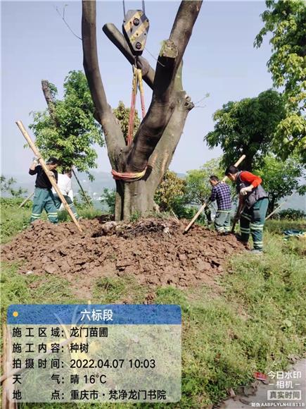 2环卫工人将黄桷树移栽至梵净龙门书院。龙山街道供图
