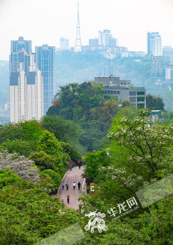 4月9日,渝中區,市民們在綠樹成蔭的步道上散步.