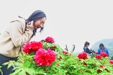 游客在花果山牡丹园“打卡”。通讯员 黄昌怀 摄