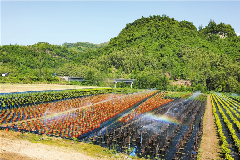 黄印村花卉基地初具规模。通讯员 胡瑾 摄