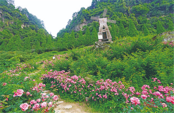 游客欣赏鲜花美景。记者 吴文艺 摄