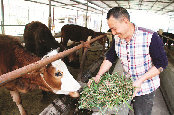 雷远福在养牛。通讯员 黄英 田丹 供图