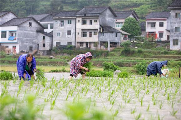村民在雨中插秧苗。通讯员 胡程 摄