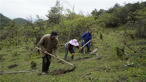 工人正在栽种树木。通讯员 郑莉 陈芷琦 供图