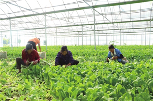 重慶市梁平區萍江農作物種植專業合作社蔬菜種植基地，村民在采收小白菜。