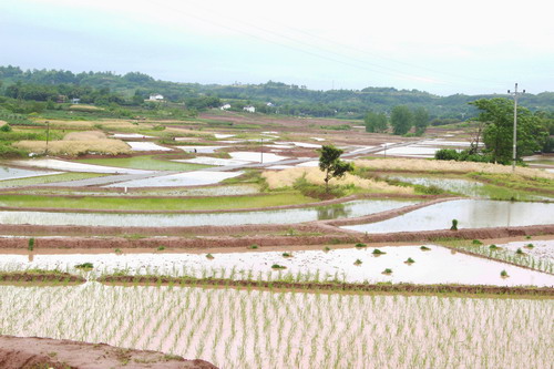合川肖家鎮打造1000畝稻蝦輪作基地。特約通訊員 周云 攝