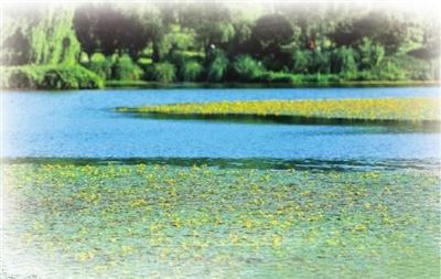 7微风拂过，成片荇菜在湖面上摇曳，勾勒出一幅美丽的生态画卷。 记者 熊 伟 摄