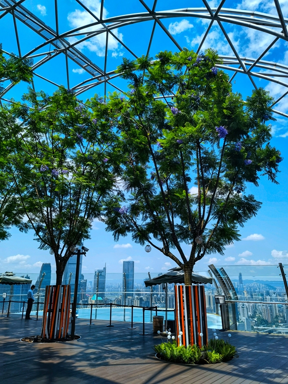 渝中區，位于兩江交匯處250米高空的來福士水晶連廊，也種植了藍花楹。通訊員 程楠 攝