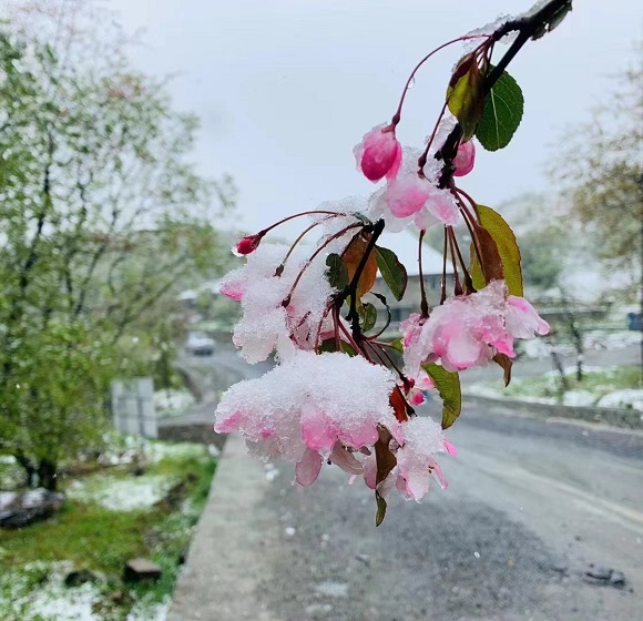雪花压弯了野木瓜花枝。通讯员 杨晓琴 摄