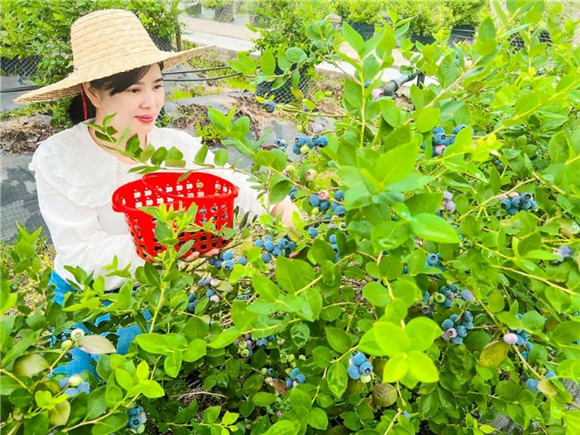 市民在蓝莓园采摘成熟的蓝莓。记者 刘莉 供图_副本