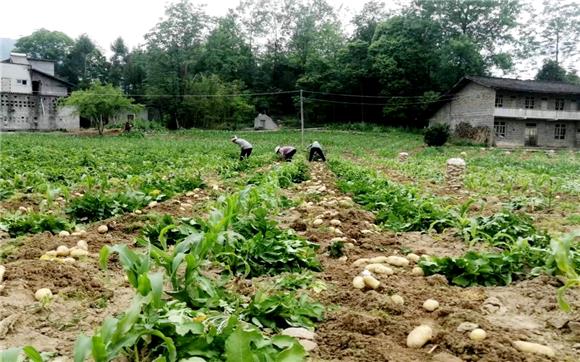 村民们正忙着采收土豆。通讯员 田耀渐 摄