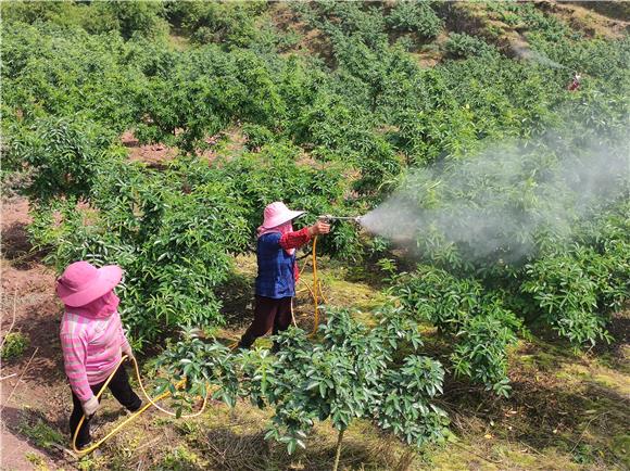 村民为花椒树喷保果药。通讯员 夏朝燕 摄