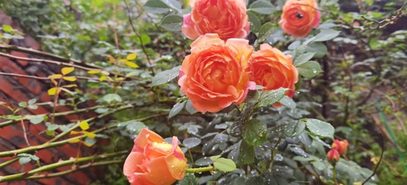 2、露水浇灌的玫瑰，娇翠欲滴。开州盛山植物园供图 华龙网发