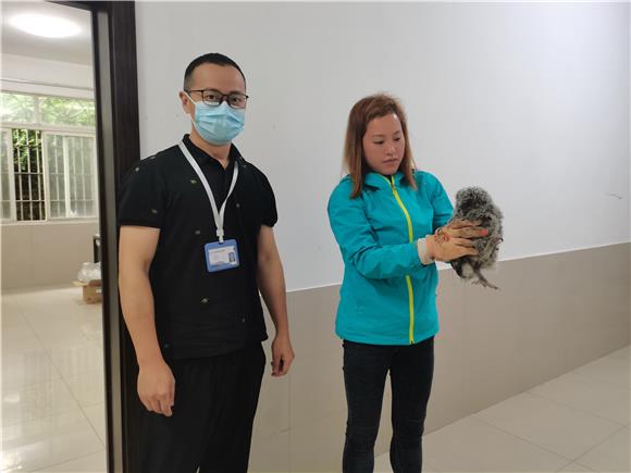 2工作人员将灰林鸮送往动物园兽医院。白市驿镇供图