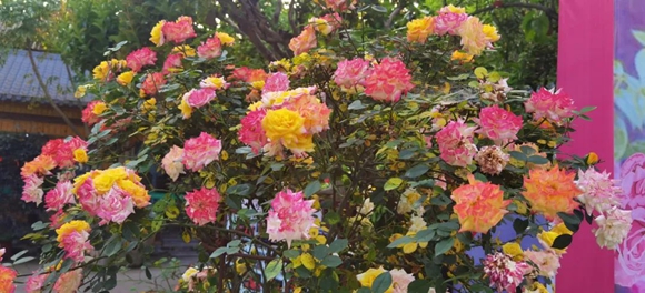 1、五彩缤纷的玫瑰花。开州盛山植物园供图  华龙网发