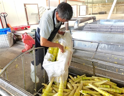 重庆钧阳生态农业开发有限公司加工车间，工人在处理鲜竹笋。记者 田思源 摄