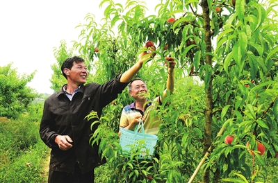 合兴街道石桥社区，市民在采摘桃子。记者 王小玉 摄