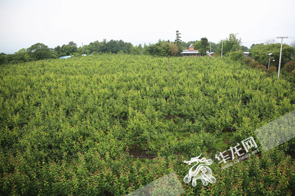 3截至2021年，永川区已种植“黄瓜山梨”6万亩。华龙网-新重庆客户端记者 张颖绿荞 摄