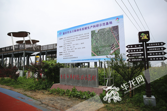 4重庆市永川梨绿色低碳生产科研示范基地。华龙网-新重庆客户端记者 张颖绿荞 摄