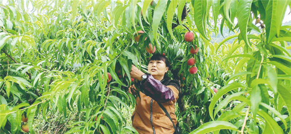 绿茶村千亩桃园桃子红了。万州区委宣传部供图 华龙网发_副本