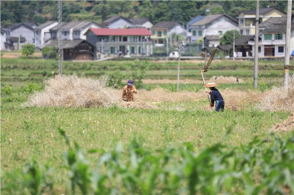 溶溪镇村民正在打油菜籽。通讯员 胡程 摄