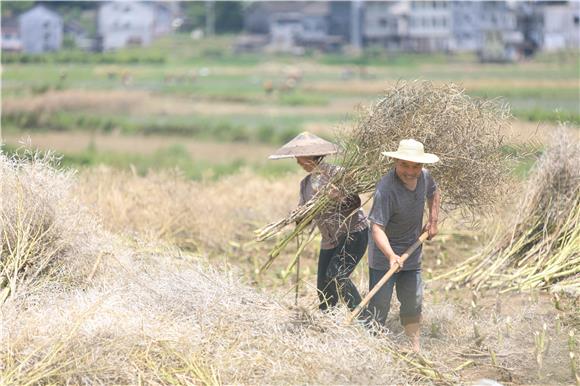 秀山县溶溪镇村民正在抓紧打油菜籽。通讯员 胡程 摄