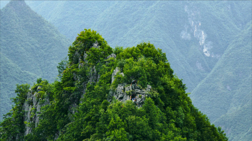 重庆雪宝山国家级自然保护区，科研人员在调查中意外发现了成片崖柏小树苗。受访单位供图