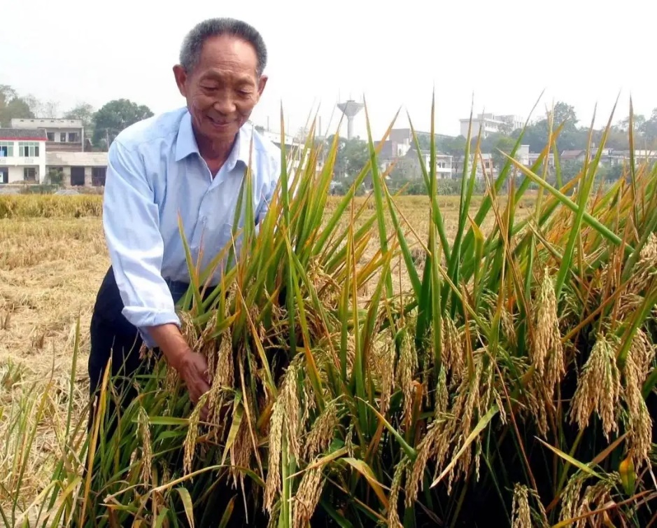 散文诗丨永远的隆平学长——袁隆平院士逝世周年纪念