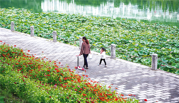1初夏时节，滨湖公园莲叶接天、格桑盛开，市民在湖畔散步。记者 熊威 摄