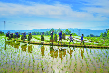 今年春耕期间，横山镇新寨村施家山的稻田里，村民在忙着运秧、插秧苗，田间地头一派忙碌景象。资料图