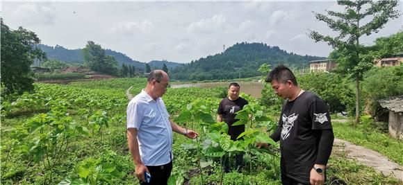 汤小川建起的桑园。特约通讯员 赵武强 摄