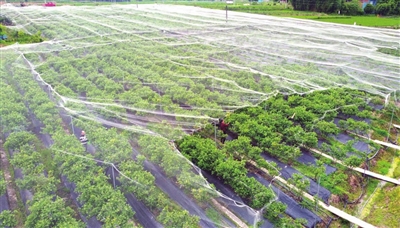 聚奎鎮高碑村的幸福藍莓園，藍莓樹披上了薄膜。記者 向成國 攝
