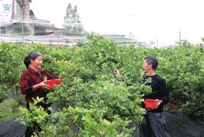 位于聚奎鎮高碑村的幸福藍莓園，市民在采摘藍莓。記者 向成國 攝