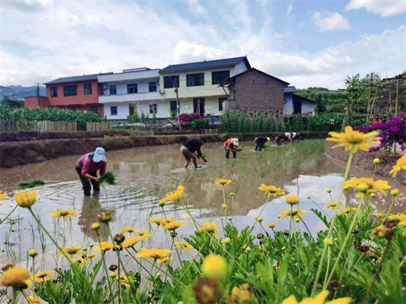 村民正在栽种米粉专用稻。记者 简小军 摄