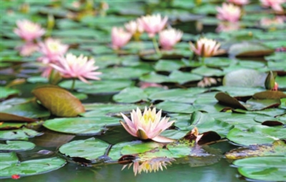 八角公园的水池内，睡莲盛开，美轮美奂。