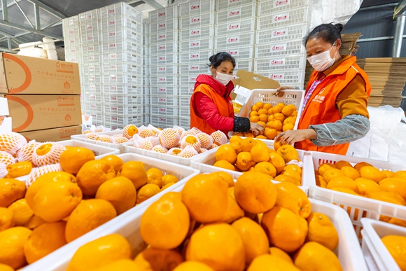中敖镇加福社区最忆加福柑橘种植专业合作社加工车间，工人正在将采摘下来的柑橘称重、包装，销售到全国各地。