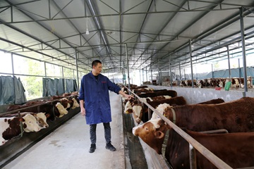 庞一敏介绍肉牛的长势情况。特约通讯员 李诗素 摄