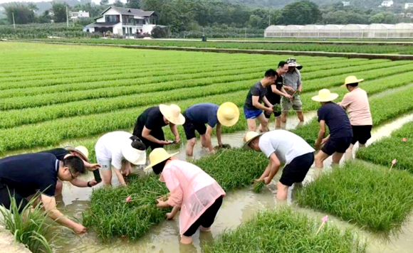 学员到渝东南农科院进行水稻小制种田间移栽体验。涪陵区委党校供图  华龙网发